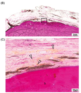 Implant-site-at-final-timepoint-D0073