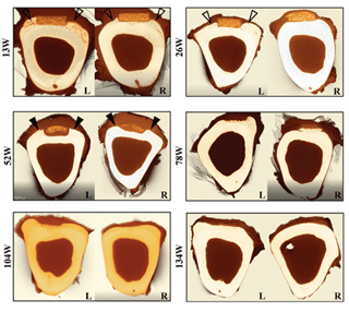 Micro-CT-cross-sections-of-sheep-tibias-d0073