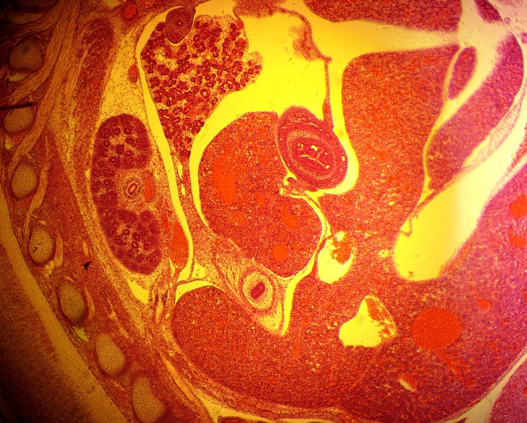 Top 4 reasons to choose HSD: Sprague Dawley® SD® rats for your next ...